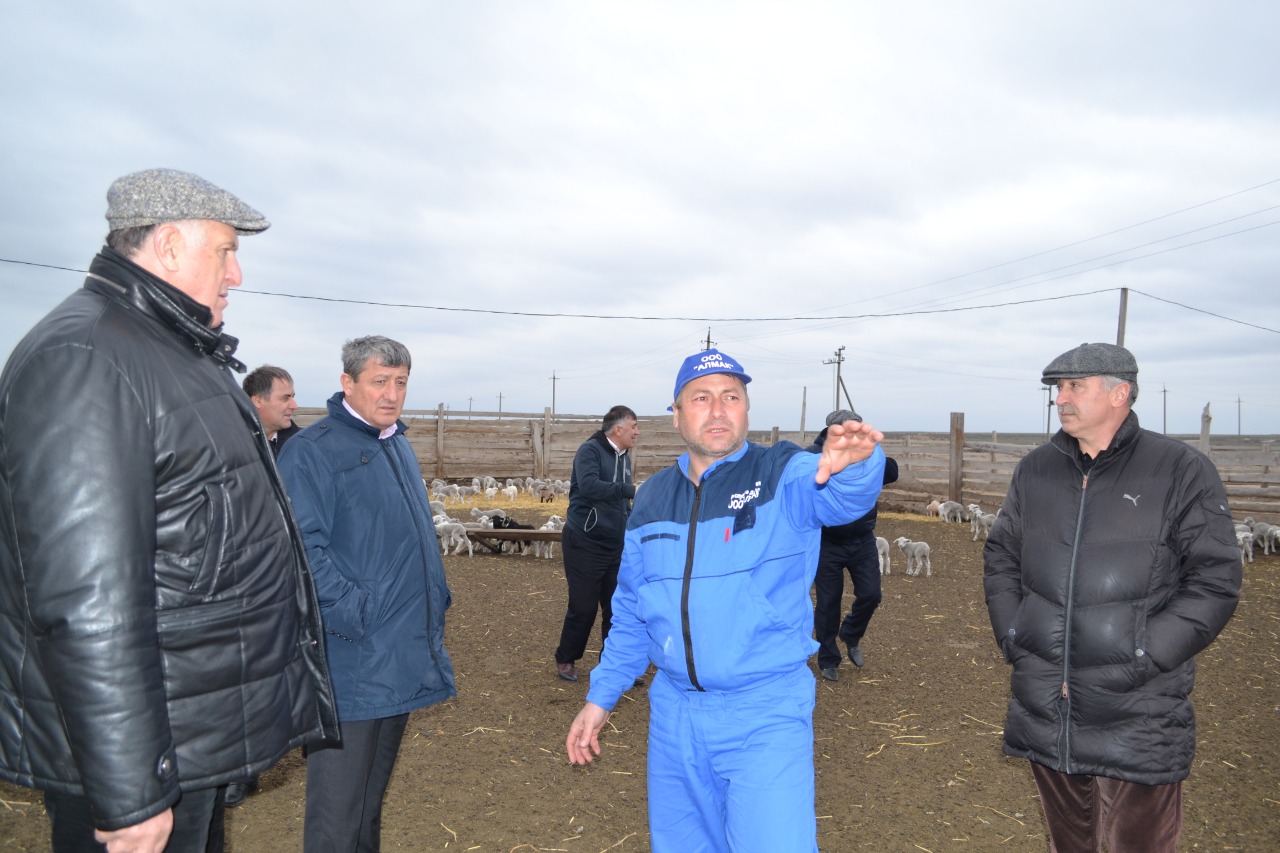 А. Абдулмуслимов ознакомился с ходом окотной кампании в Кочубейской ЗОЖ